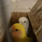 الببغاء