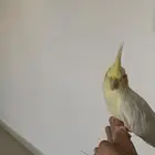 للبيع كروان