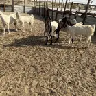 معزا مشريك