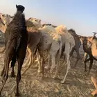 حشو للبيع