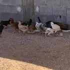دجاج للبيع