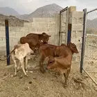 حسلان