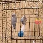 طيور روز زوج اليفه