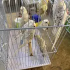 بادجي فالو تم البيع