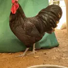 ديك الاسترالوب