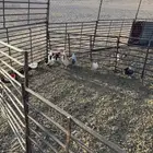 دجاج