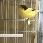 أنثى كناري جولستر تم البيع