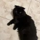 قطه للتبني