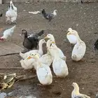 بط بكيني وبط سوداني ودجاج فيومي