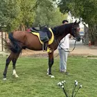 حصان واهو للبيع