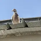 حمام بكستاني قطيفي