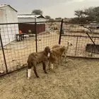 رخال وطلي