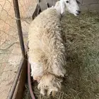 نعجه صنف ما شاء الله تبارك الله وكل شي موضح في الصور