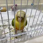 فرخ كنيور اناناس (تم البيع).