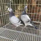 زاجل قرزل (( تم البيع ))