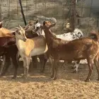 ماعز محايلي صغار سن