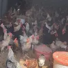 ديوك للبيع الكميه مفتوحه العمر من 4شهور وفوق