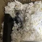 ام مع عيالها هامستر روسي