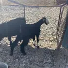 تيوس للبيع الموقع املج