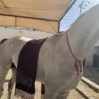 قلده خيل زينه خيل