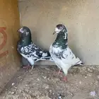 للبيع جوز بكستاني