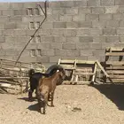 تيوس خمسه شهور مشاريع وتواما الثنين