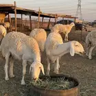 غنم صنف حريات حدود 40 ب الفحل