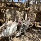 رومي بياض