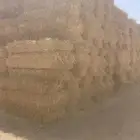 المذنب