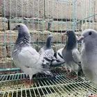 للبيع مجموعة طبات زواجل