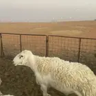 فحل حري