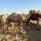 ضروبه صفراء رباع توه معزول حوارها سليمة العذاريب