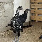 دجاج سندي دجاج تيلندي