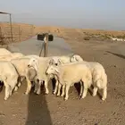 ذبايح زواجات ذبائح مناسبات حري طليان يوجد صلخ وتوصيل