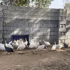 دجاج حبشي