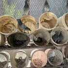 حمام زاجل وحمام زاجل ايس