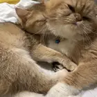 قط ذكر معقم عمره سنه ومطعم جميع تطعيمات