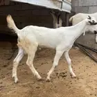 تيس لباني