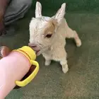 ماعز قزم عناق تشيكي امريكيه