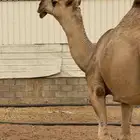 قعود أشقح تمامي (الشتاء هذا يضرب )
