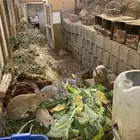 أرانب