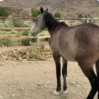 حصان للبيع عمره 6 سنوات