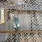 ذكره دره ابرق منتج