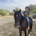 حصان عربي