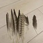 ريش طير لا التواصل