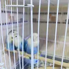 انثى روز معها فروخها