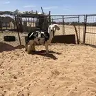 رخال. طيبات