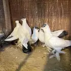 طبات بالوني للبيع