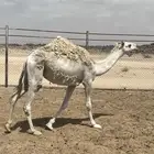 رقم التواصل