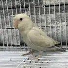 روز ابيض